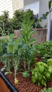 aquaponics vegetable growth