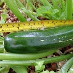 7 inch zucchini