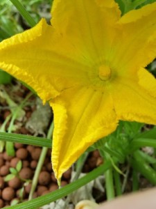 Zucchin male flower frontal