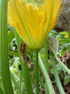 Zucchini male flower