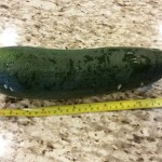 Zucchini with measurement tape