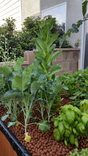 How to grow carrots in aquaponics How to grow food in a concrete jungle